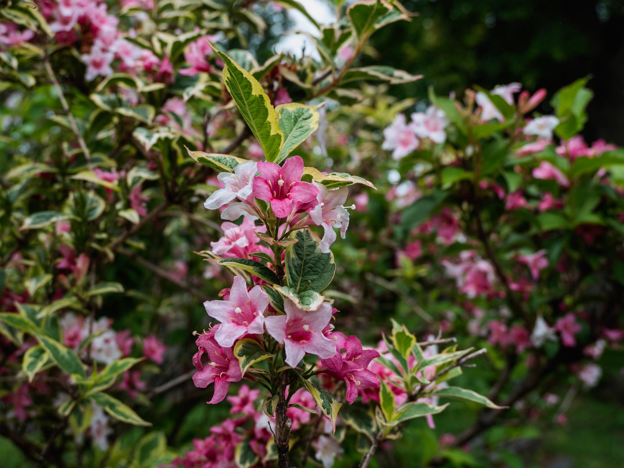 奥林巴斯M.Zuiko Digital ED 12-45mm F4 Pro评测(6)