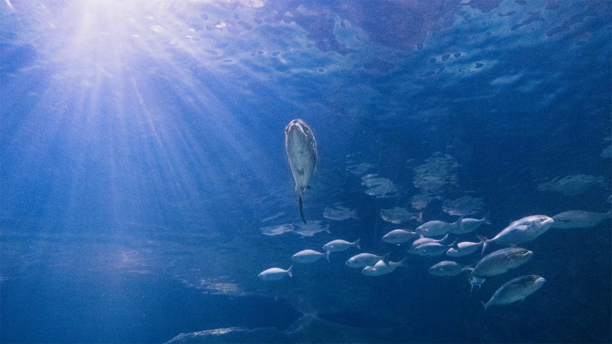 Fujifilm X-T4相机评测(7)