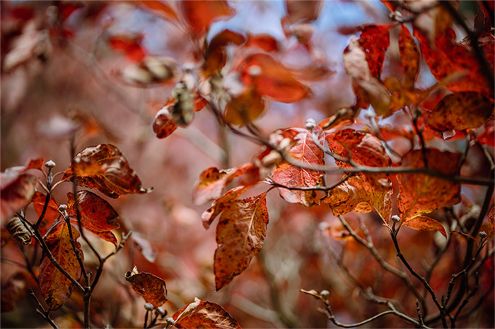 佳能RF 50mm F1.2 L USM经典镜头评测(4)