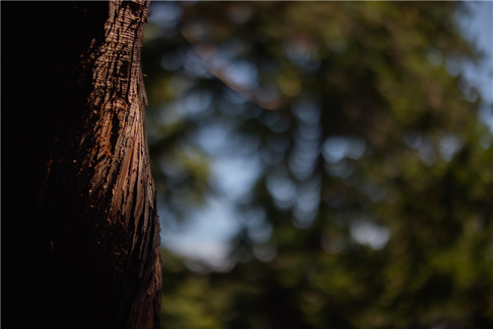 佳能RF 50mm F1.2 L USM经典镜头评测(6)