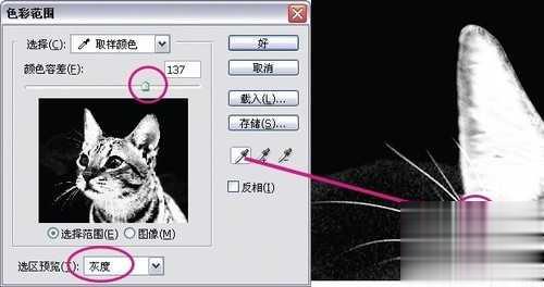 photoshop利用通道为猫咪画面选出主体(7)