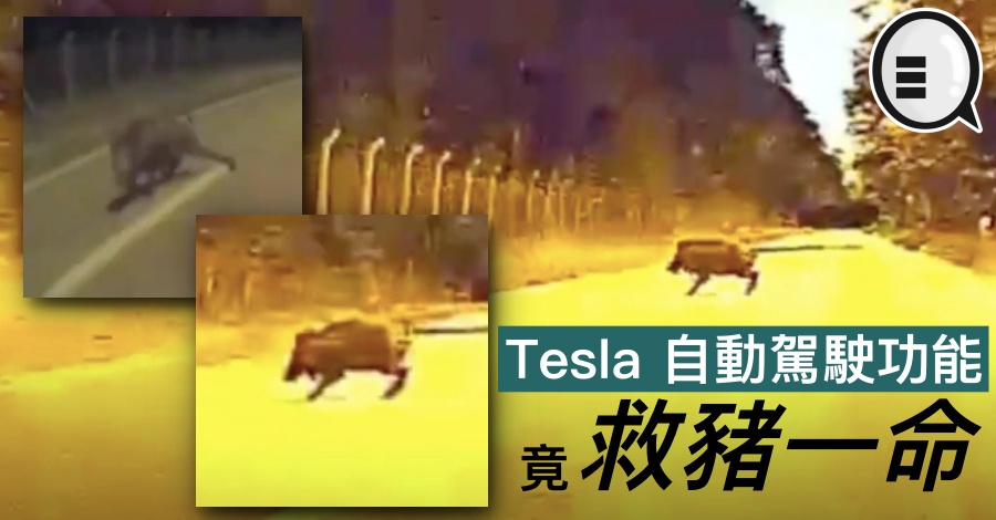 Tesla 自动驾驶功能竟救猪一命