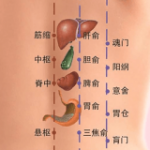 中医经络穴位流注v2.2                        